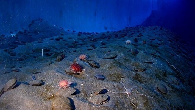 Глубины океана