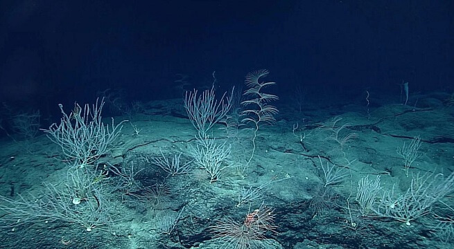 Батипелагиаль