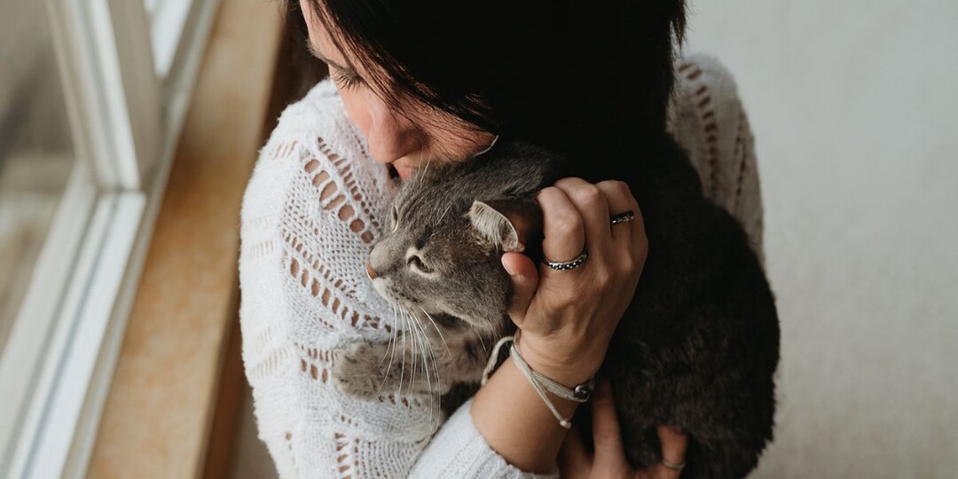 Ваш кот не ленивый, он выгорает вместе с вами