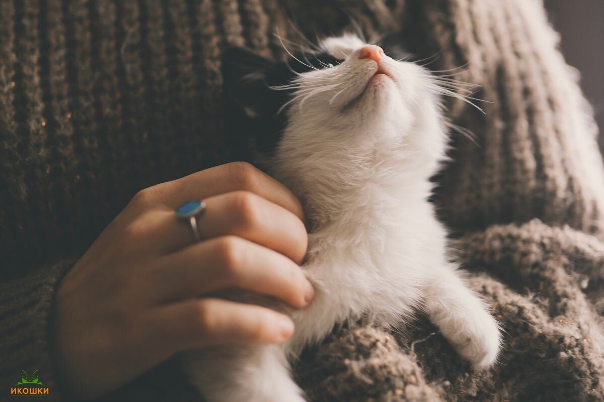 Котик с хозяйкой 