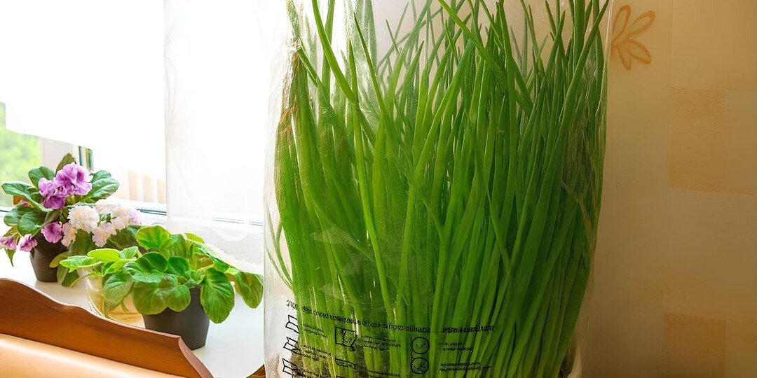 Как вырастить густо зимний лук в одном горшке: будет не трава травой, а ароматный и пряный