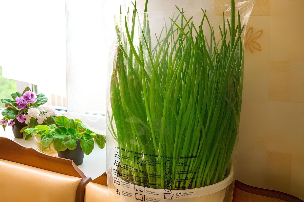 Лук к Новому году. Фото из архива автора