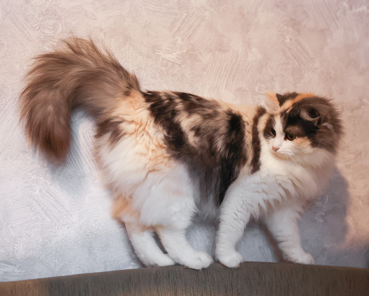 Кошка Моника и её красивущий здоровый хвост, 5 лет, ищет дом +7 903 266-04-05