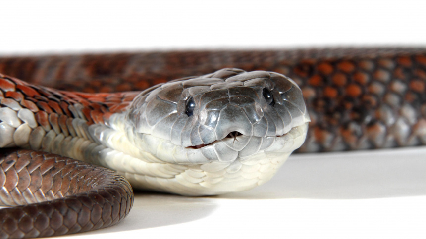    Фото: www.globallookpress.com/Gerry Pearce