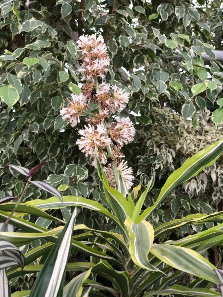    Ботанический сад-институт г. Йошкар-Ола