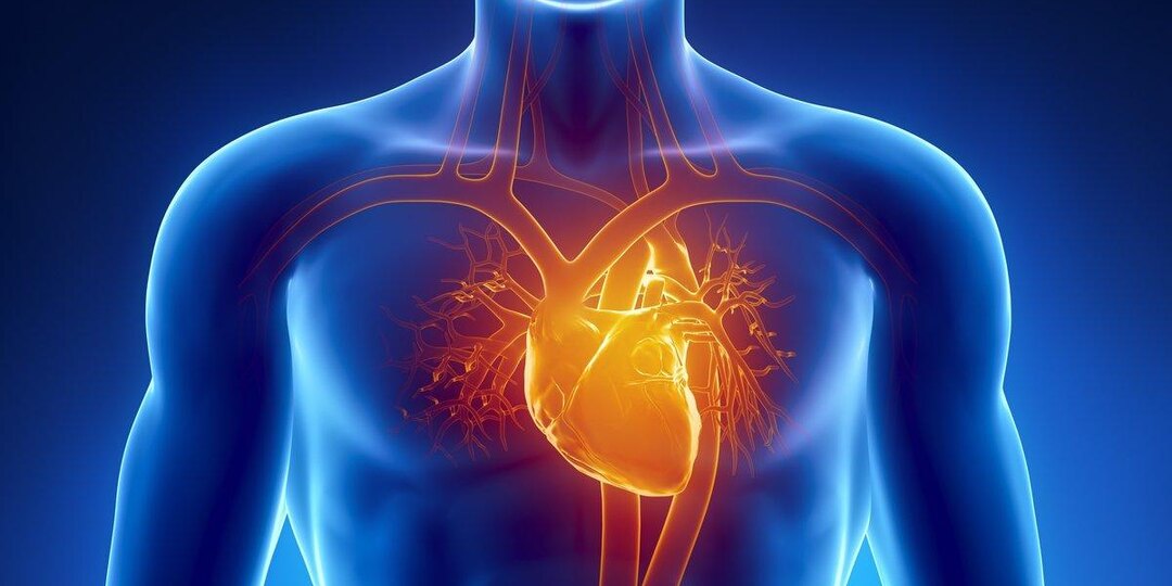 Сердце на долгие годы: простые привычки, которые спасают жизни — без таблеток и стресса