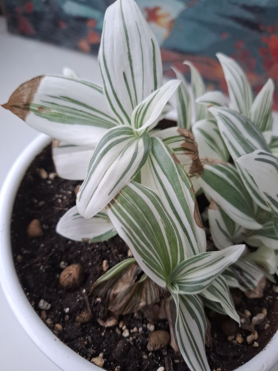 Почему сохнут листья у традесканции? 🍂 7 главных причин и пошаговое решение проблемы