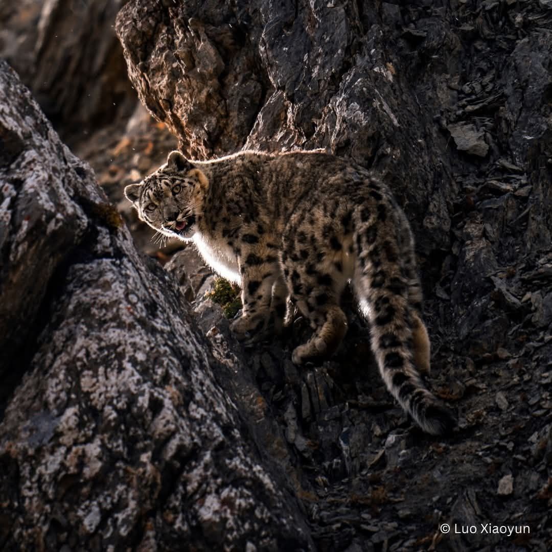 Тибетское нагорье, или Цинхай-Тибетское нагорье, как его называют в Китае, является самым высоким плато в мире со средней высотой 4500 метров. (с) Луо Сяоюн.