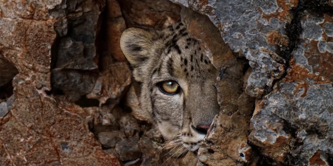 Где обитает больше половины снежных барсов мира.