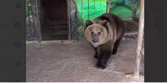   Скриншот видео Самарского зоопарка