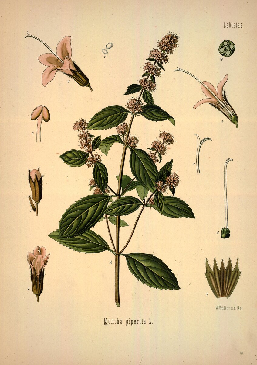 Мята перечная (Mentha piperita). Иллюстрация из книги: Köhler. Medizinal-Pflanzen in naturgetreuen Abbildungen mit kurz erläuterndem Texte. Band 1
