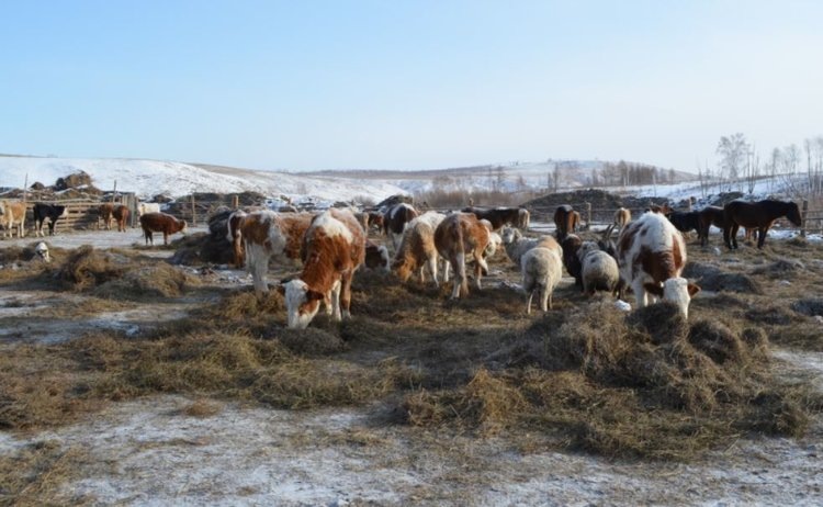    Фото: Минсельхоз Забайкальского края