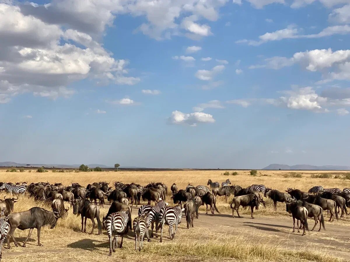    В заповеднике Масаи Мара в Кении. Фото: АТОР