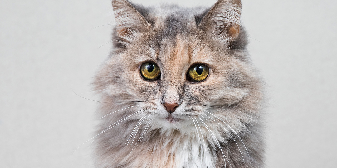 Тот самый случай, когда все уехали с дач, а кошка осталась. И никто так и не сознался, чья она была…