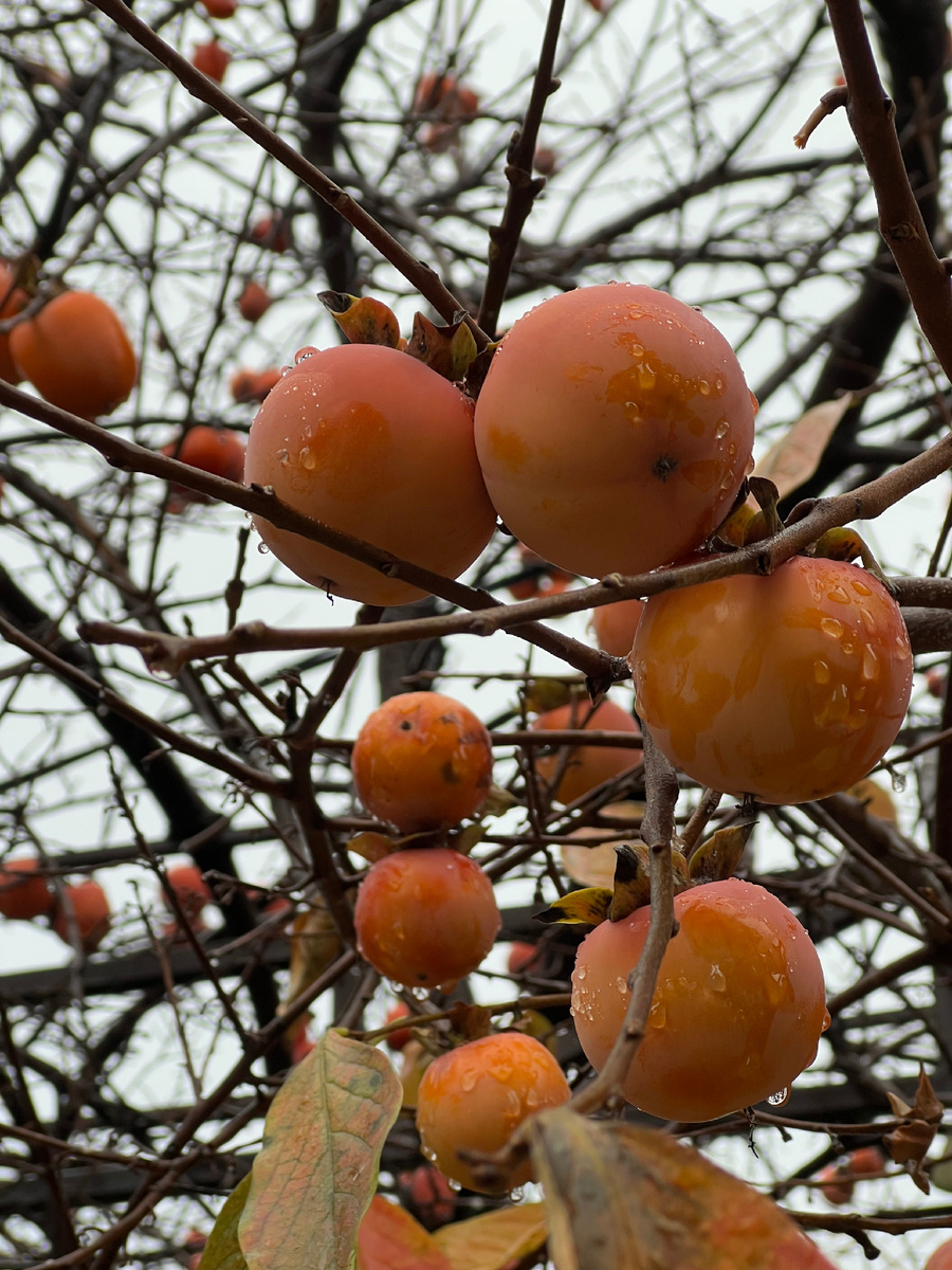 На днях дочь принесла домой целый пакет хурмы, угостила одноклассница. Вот это подарок!