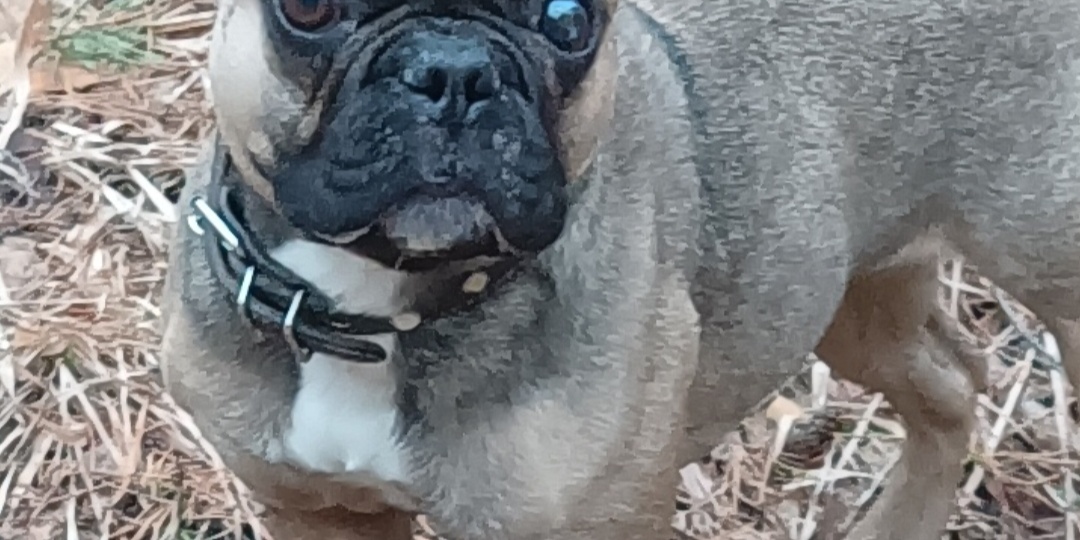 Французский бульдог. Самая упрямая и ... самая послушная собака в мире. Главное - правила. И, конечно же, игра!