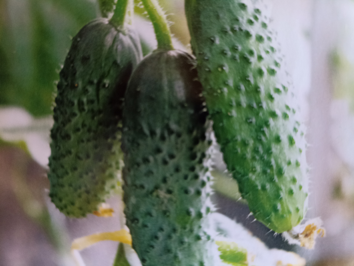 Огурцы на моем подоконнике. Фото автора