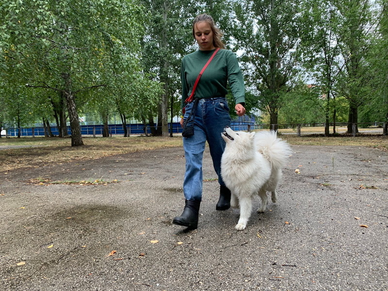 Дружкова Юлия и самоед Чандра. Занятие по дрессировке. Тольятти, 24 августа 2023.