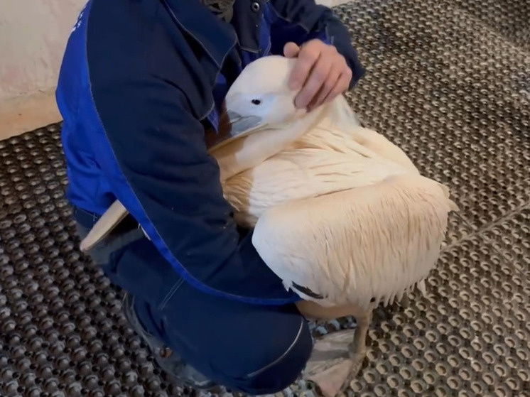     Кадр из видео, предоставленного пресс-службой Челябинского зоопарка