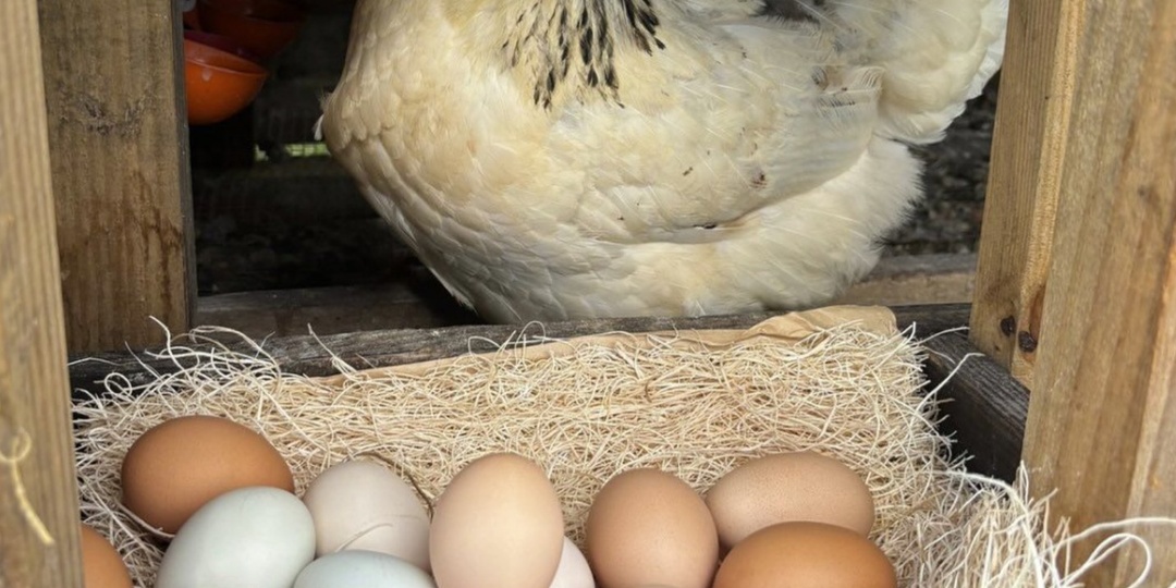 Когда куры почти перестали нестись, я добавил в рацион одну кухонную добавку. Через сутки в гнёздах снова появились яйца.
