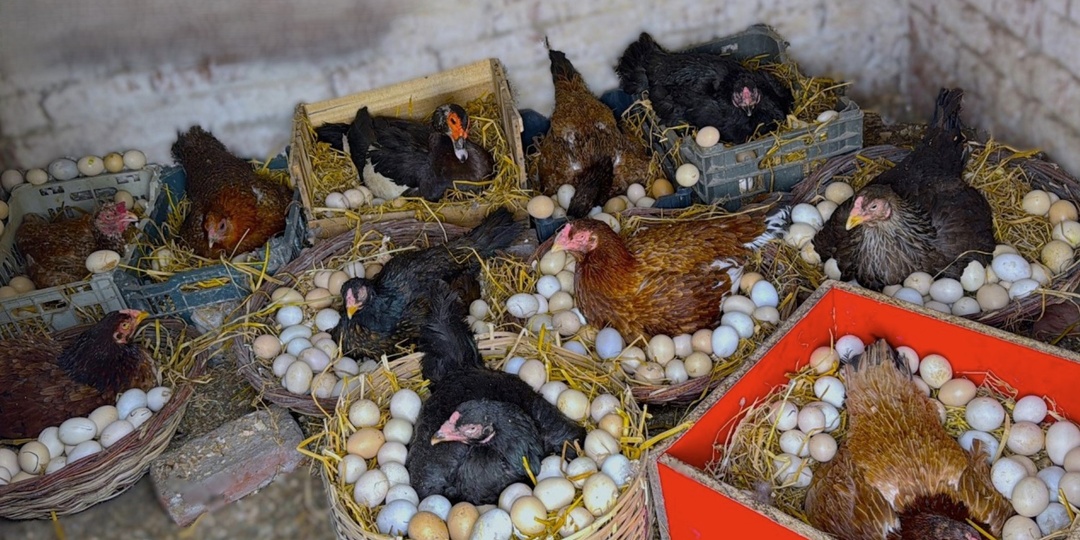 Народный приём из Белоруссии реально сработал. Куры начали нестись уже на второй день, хотя до этого не неслись неделю.