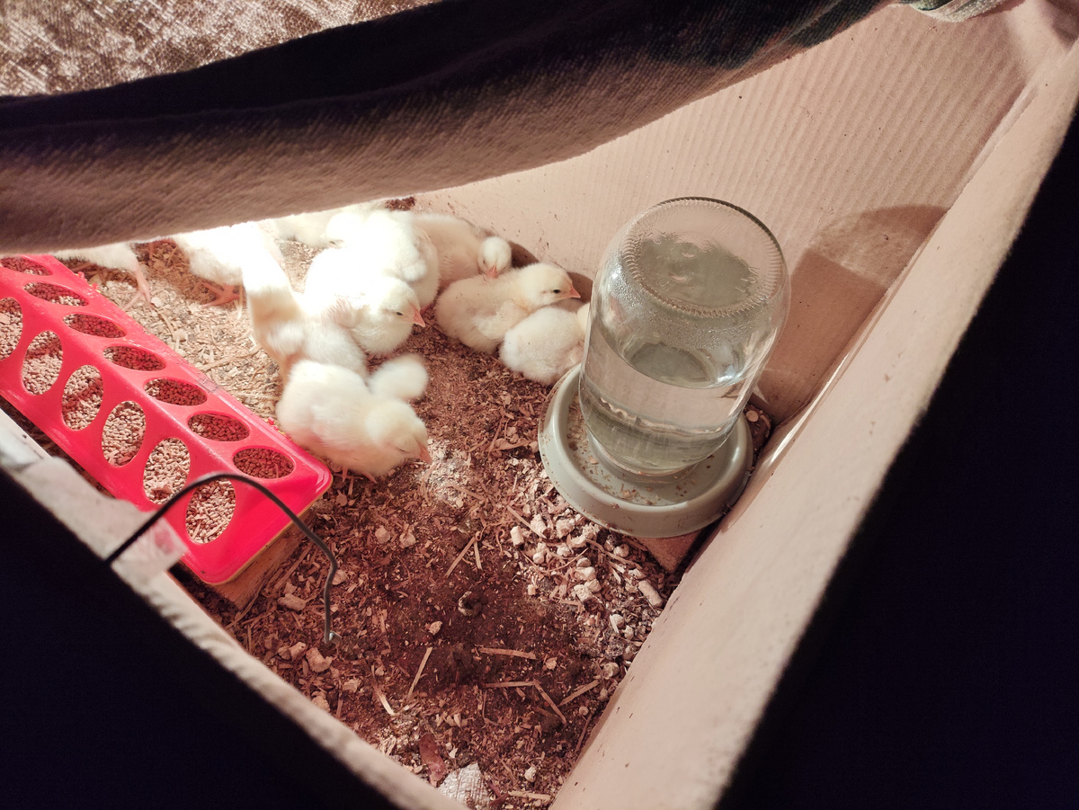 Уже открываю уголки, чтобы не зажарились. 33 градуса многовато...