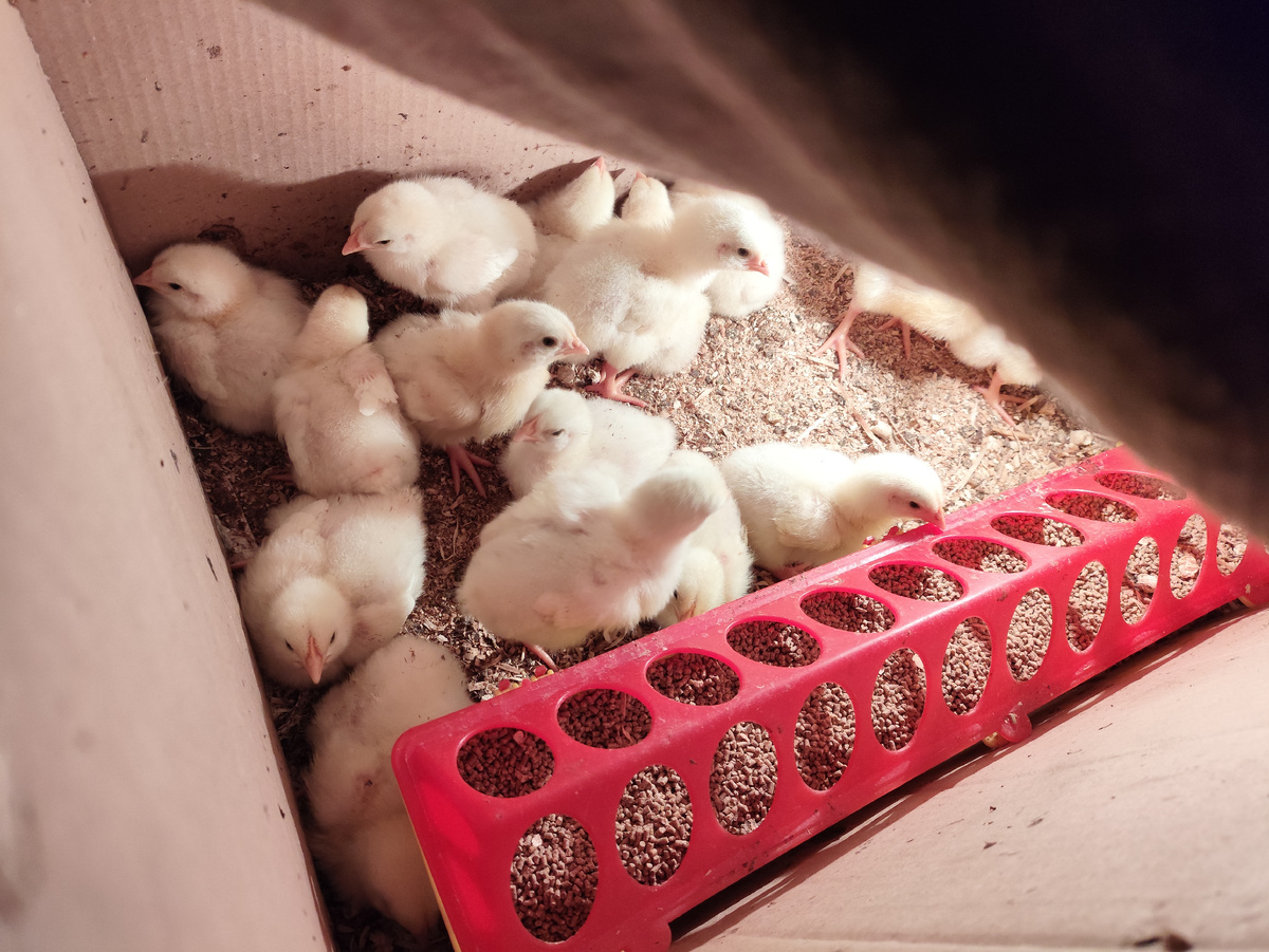 Кучкуются подальше от лампы