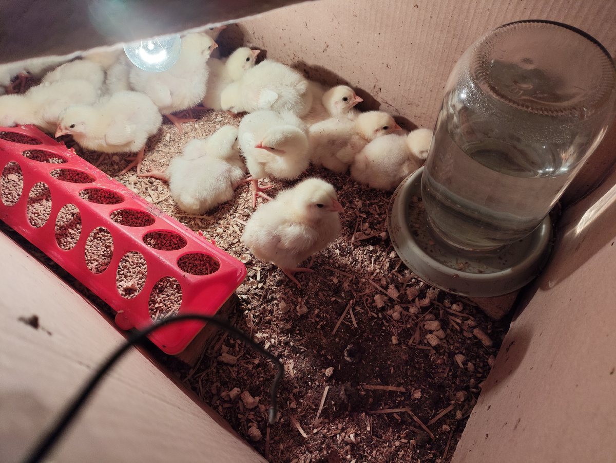 Видите вертолета? Ногу в сторону держит. Завтря попробую путы на него надеть.