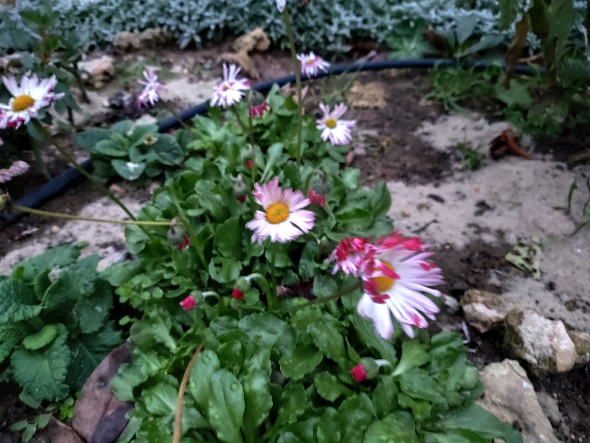 А маргаритки все цветут и разрастаются... Выдрать их надо, пока всю клумбу не заполонили.