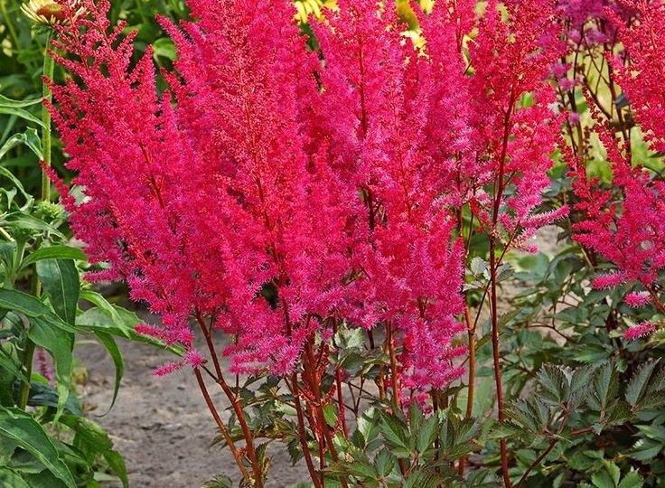 Астильба их обожает: 5 условий и она будет пышно цвести, радуя здоровьем