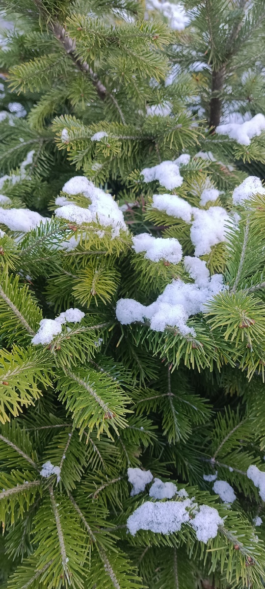 Пихта и первый снегопад 2025 в Сибири