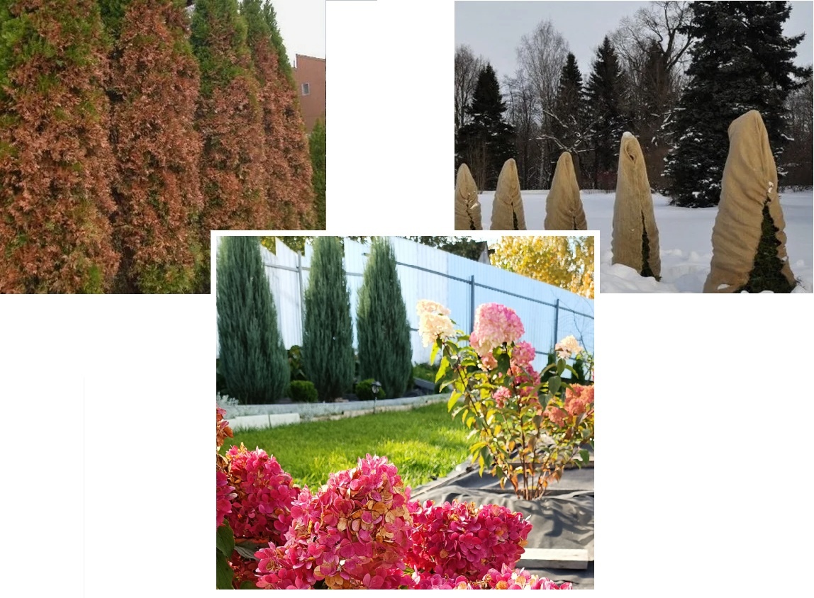 Таких крупных ожогов, как на первом фото на моих туях никогда не было. Максимально, что было - обгорали на солнце макушки. Поэтому весной стараюсь уделить больше внимания годовалым побегам с южной стороны и конечно же макушкам у всех хвойных.