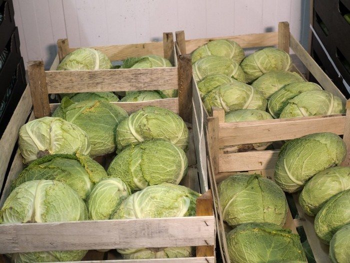 Капуста белокочанная среднего срока созревания (фото из интернета)