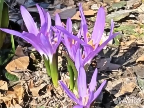 Фото продавца с Авито