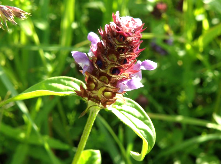 Черноголовка обыкновенная