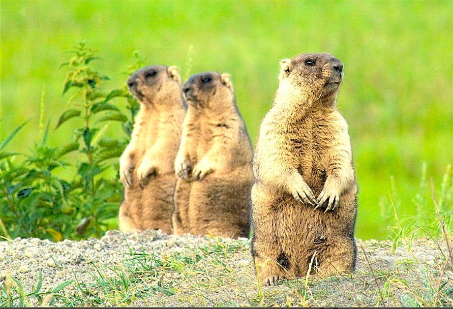 Иллюстрация из Интернета