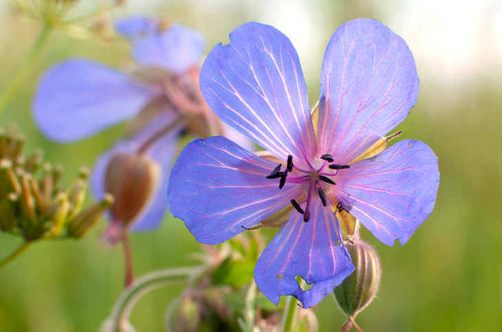 Герань луговая