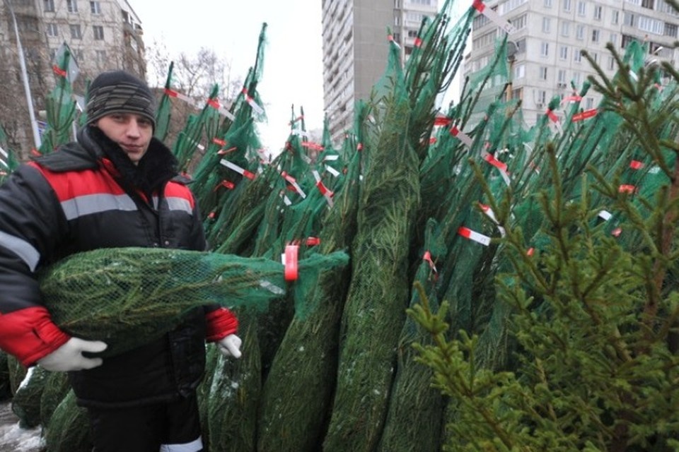    Елки продают метражом Марина ВОЛОСЕВИЧ