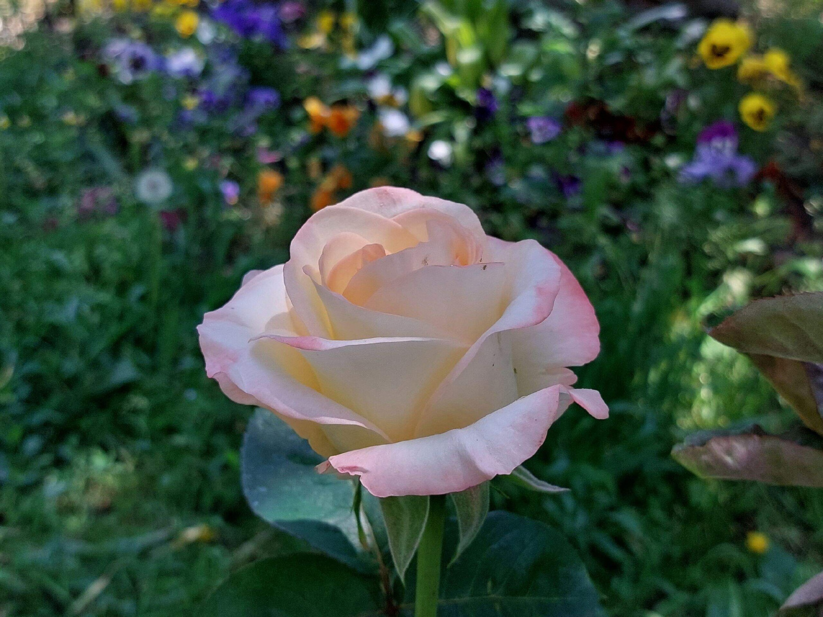 Белла Перла