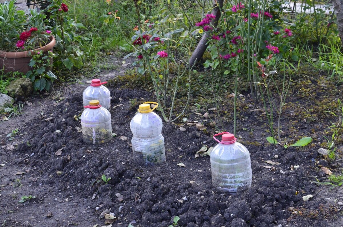 черенкование прощло успешно .