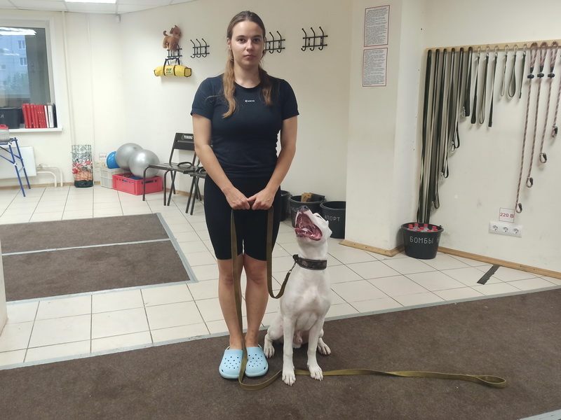 Американский стаффордширский терьер Зевс. Индивидуальное занятие по дрессировке. Тольятти, 5 августа 2025.