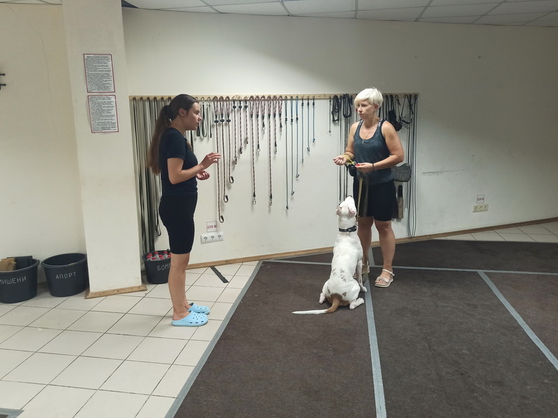 Американский стаффордширский терьер Зевс. Индивидуальное занятие по дрессировке. Тольятти, 5 августа 2025.