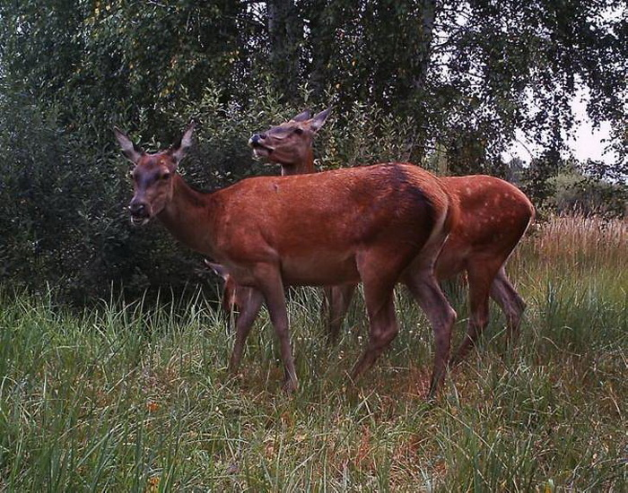 Фото с сайта Пятого канала