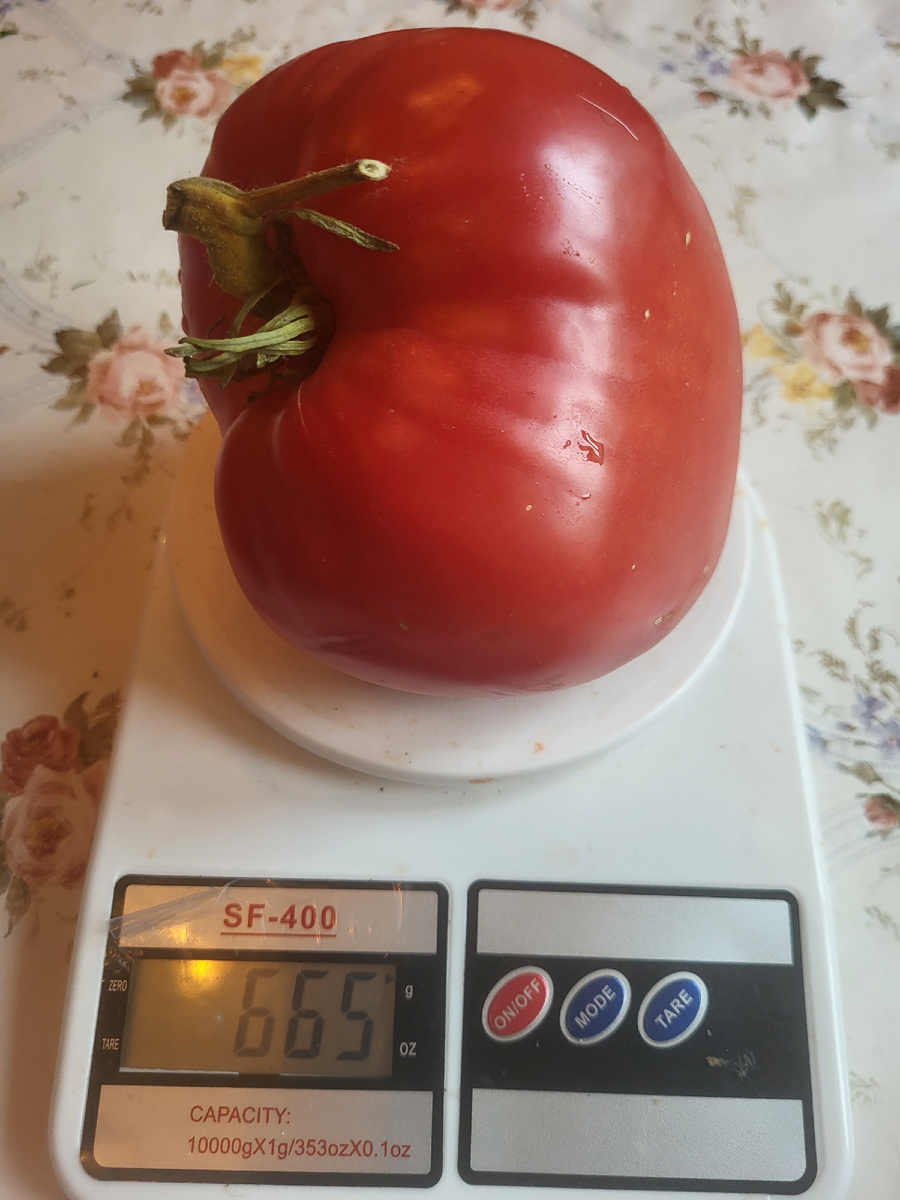 Томат Сахарный бизон 