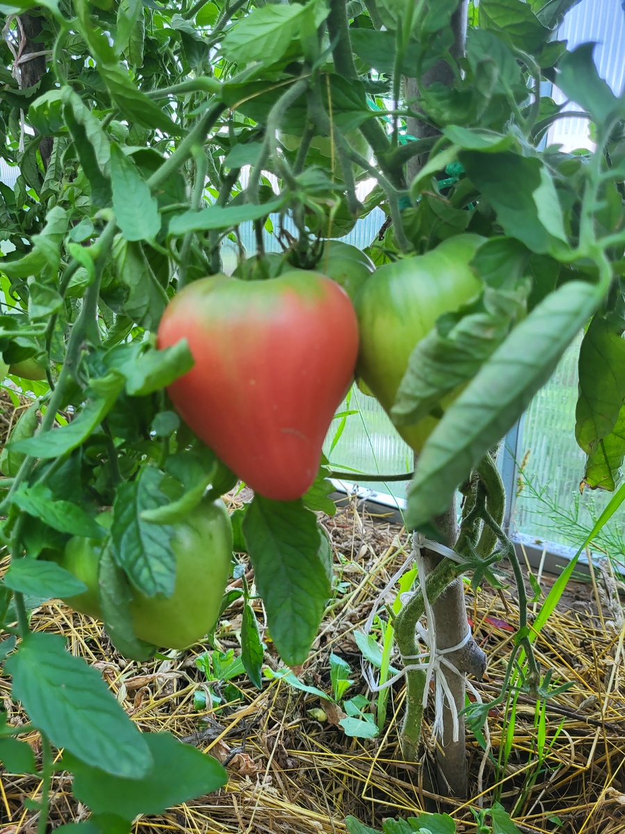 Томат Батяня