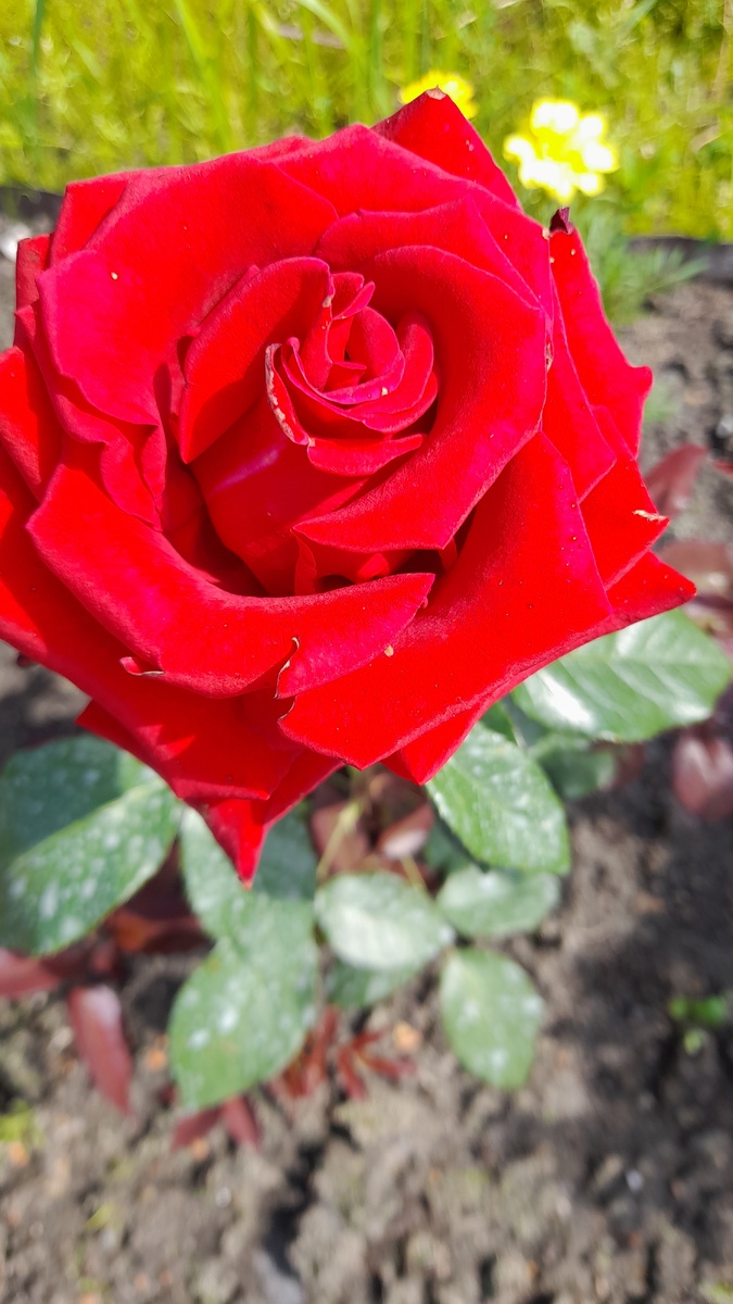 Фото от 5.07.24г. Первое цветение.