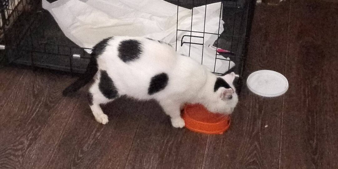 Тинки завтра едет на контрольный рентген и осмотр невролога