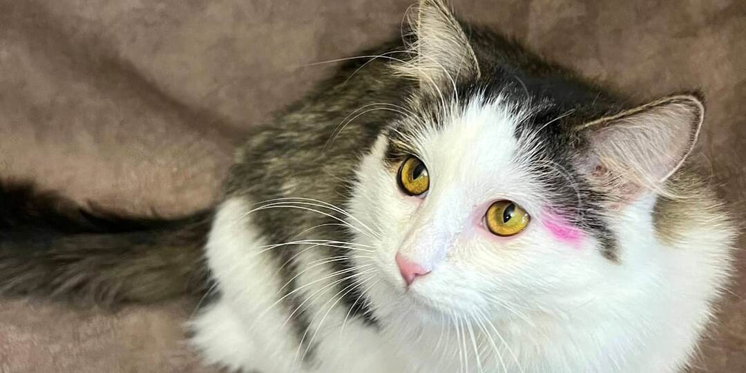 Спасение с пустыря. История кошки Глаши.