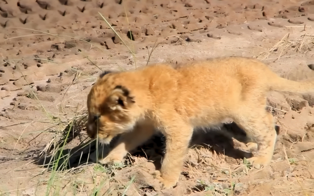 Маленький львенок вышел на дорогу и остановил джип рейнджера