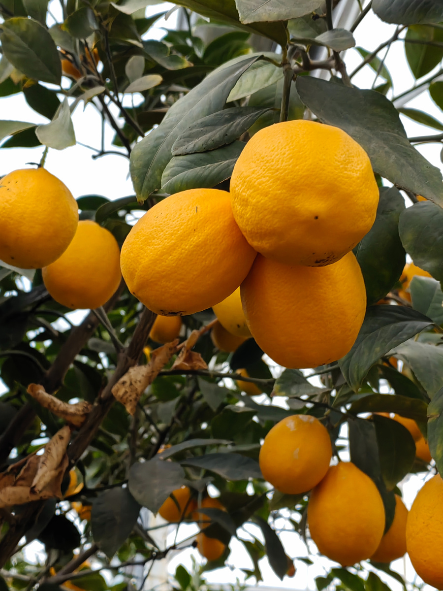 Фото из теплицы Эко Цитрус. Фото автора.